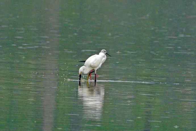 和谐 wbr wbr记录版 wbr wbr（1）