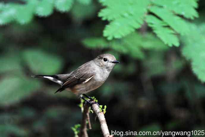 红喉姬鹟（19）