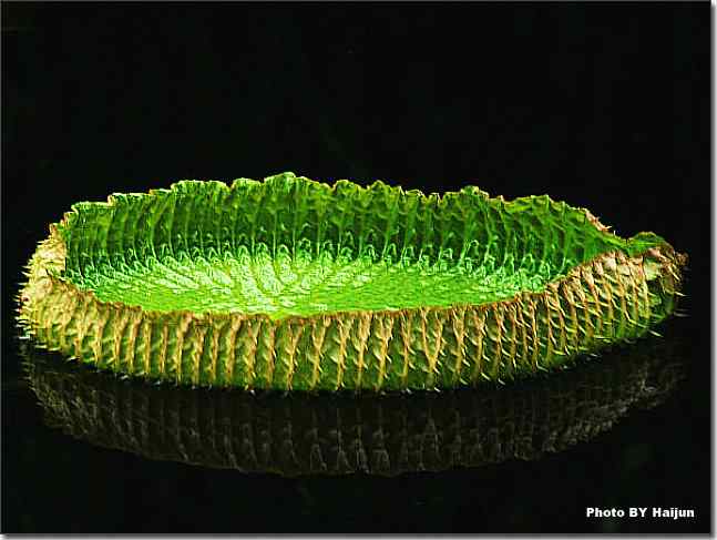 圆明园观赏亚马逊王莲