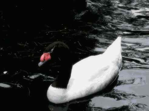 奇特的盔：黑颈天鹅