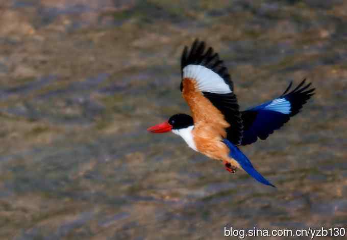 初次觐见幽州蓝妃（组图，12张图片）