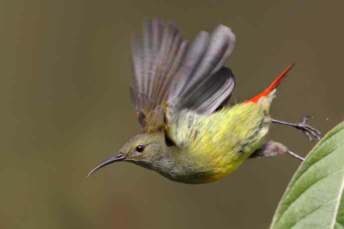 因太阳而更加美丽，因红尾而呈上吉祥