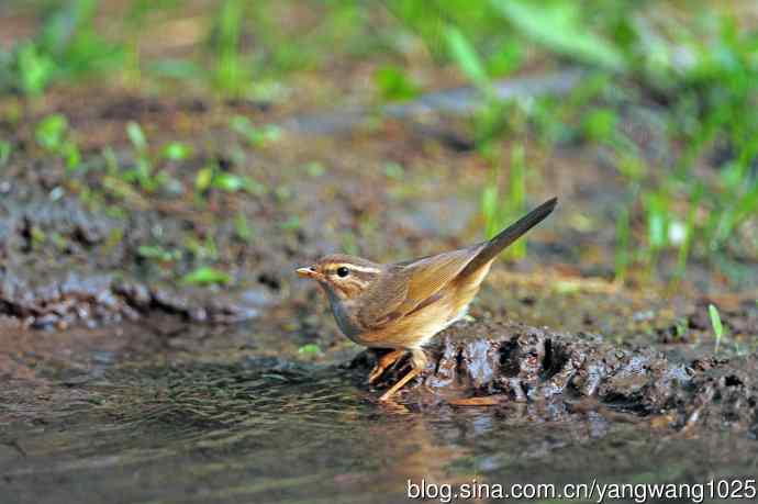 褐柳莺（4）