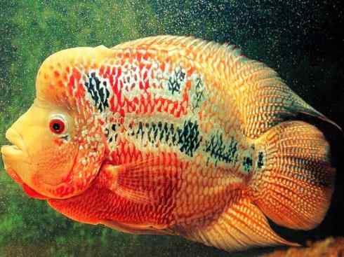 鱼类活化石:澳洲肺鱼 鱼类活化石:澳洲肺鱼