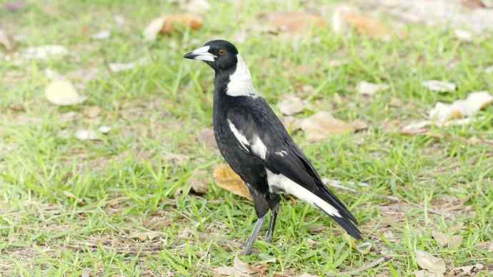 澳洲拍鸟鈥斺斂诩即笸鹾诒持尤