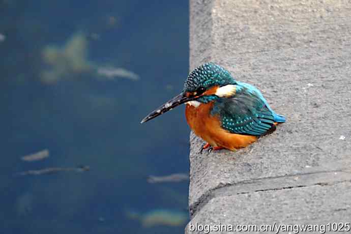 数九寒天我拍到了翠鸟