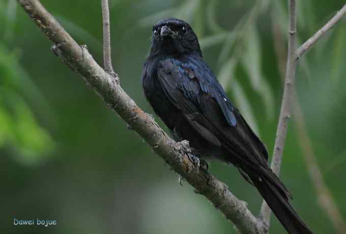 黑卷尾和疑似灰暗鹃鵙(雌) 黑卷尾和疑似灰暗鹃鵙(雌)