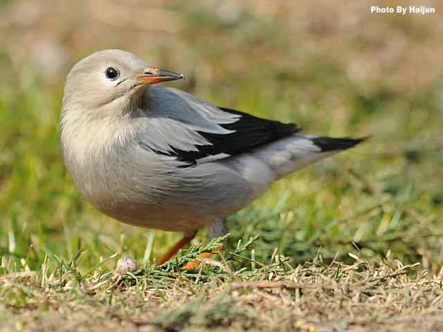 天坛公园的丝光椋鸟 天坛公园的丝光椋鸟