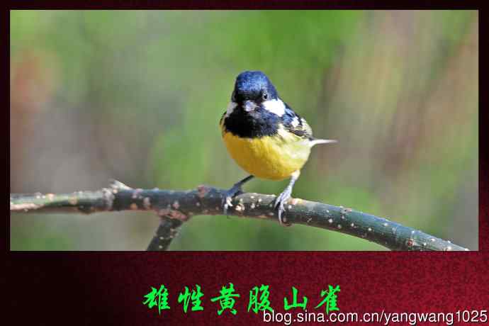 雄性黄腹山雀