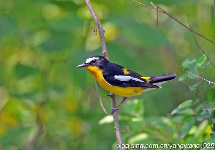 雄性白眉姬鹟（1）