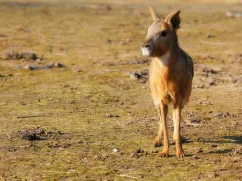 动物世界：山寨还是原创之十四