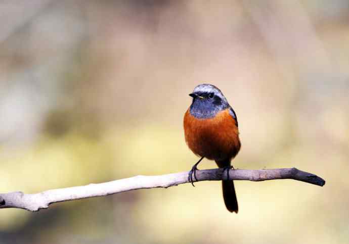 雄性北红尾鸲（7）