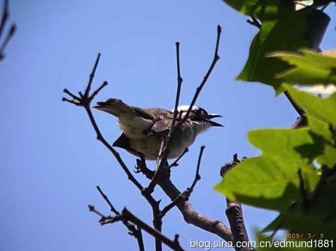 处女下海   施华望远鏡SW80HD打鸟