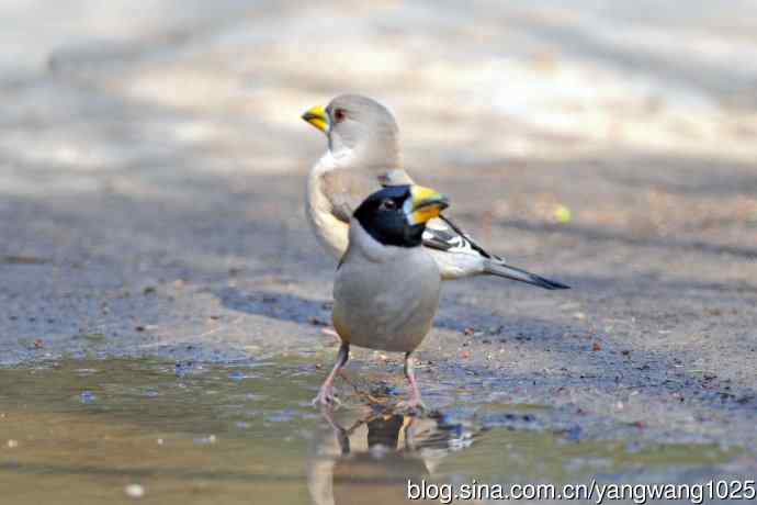 饮水的黑尾蜡嘴雀（1）