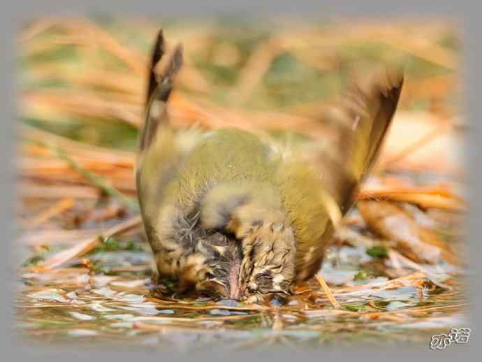 大年初三 wbr wbr戴菊洗涮 大年初三 wbr wbr戴菊洗涮
