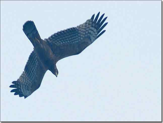 望京楼主峰雾蒙蒙续拍猛禽
