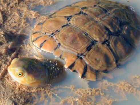 玄武：传说的兽原型探秘（澳洲长颈龟）