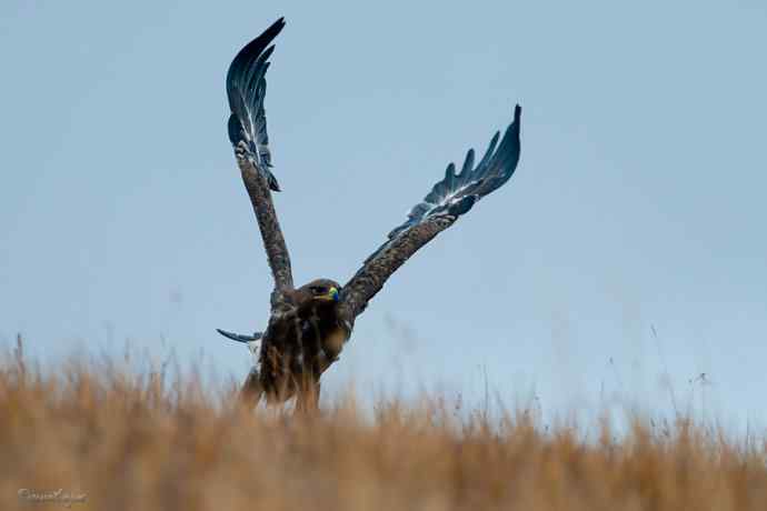 草原追梦. 大雕雄起