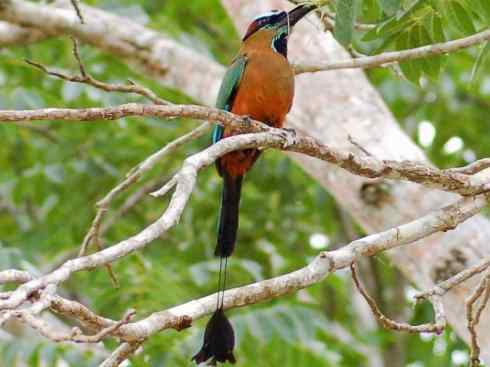 绝色攀禽：佛法僧目之翠鴗2