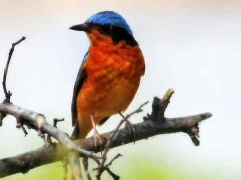 美丽无罪：雀鸟之矶鸫