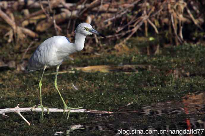 白色的小蓝鹭 wbr(2)