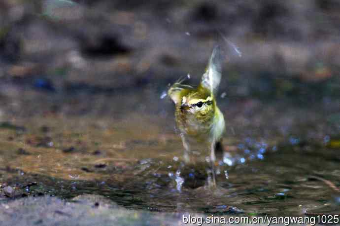 黄眉柳莺（12）