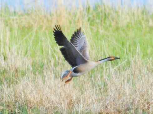 自然奇观：动物大迁徙(游禽)