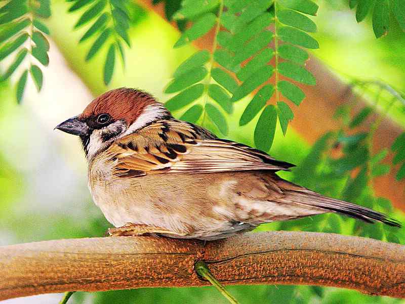 厦门常见鸟类图谱