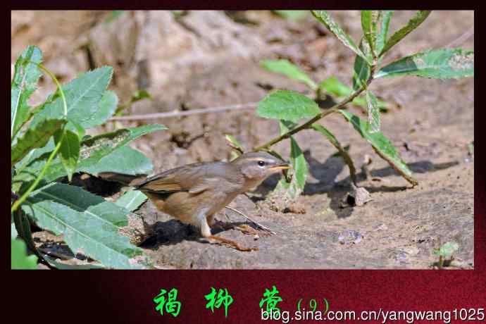 褐柳莺(9) 褐柳莺(9)