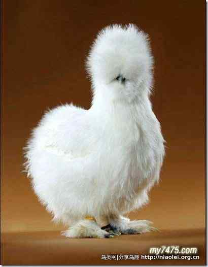 酷酷的宠物鸡图片