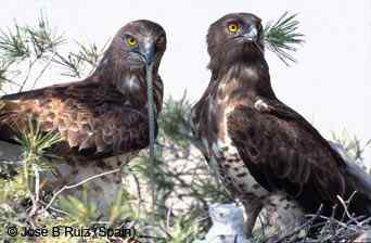 吃蛇的猛禽蛇雕——短趾雕