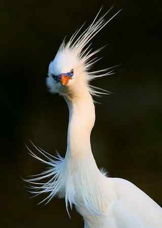 黄嘴白鹭东亚珍稀水禽