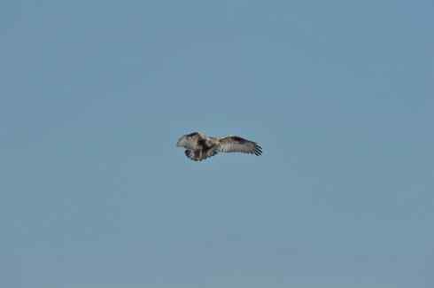 空中悬停的毛脚狂