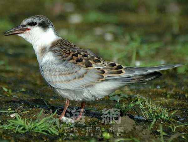 世界著名鸟类——海鸥