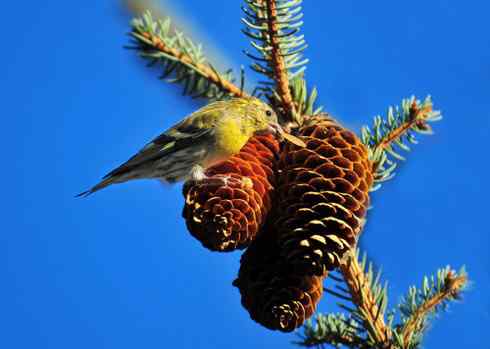 专吃果实的交嘴雀