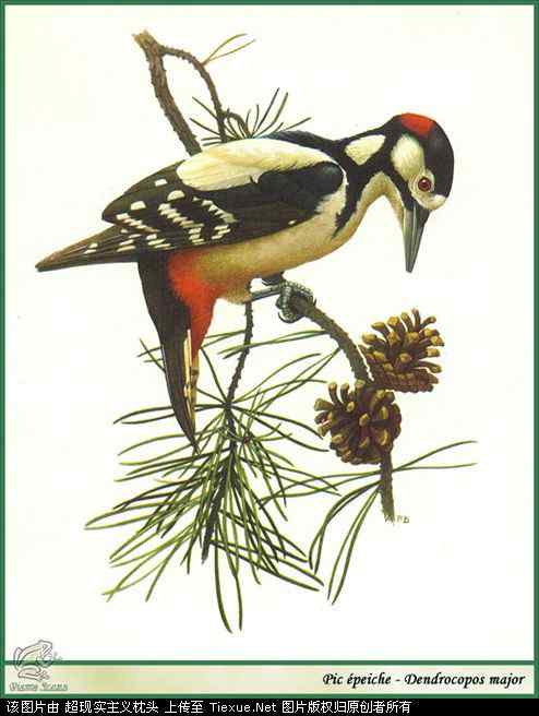 手绘画第5辑——猛禽和啄木鸟