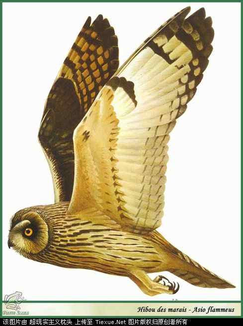 手绘画第5辑——猛禽和啄木鸟