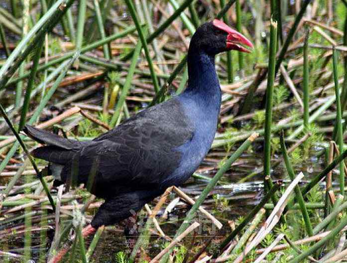世界著名鸟类——鹤形目