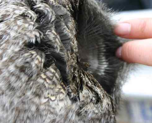 猫头鹰乌林鸮的”雷达系统” 猫头鹰乌林鸮的”雷达系统”