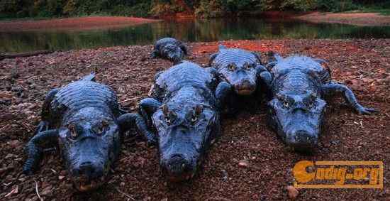 [组图]沃尔夫(Wolfe)动物摄影艺术精选