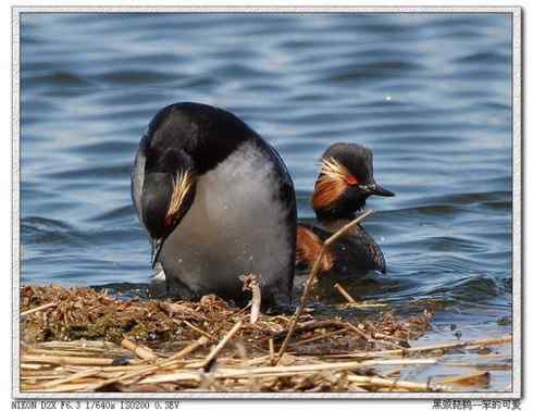 图说角鸊鷉和黑颈鸊鷉的区别