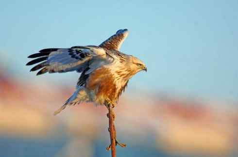 遨游天空 毛脚狂奔放飞翔