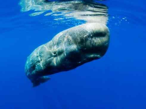 自然奇观：动物大迁徙(齿鲸类)