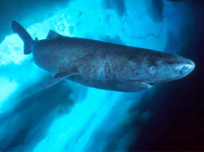鱼类活化石：皱鳃鲨