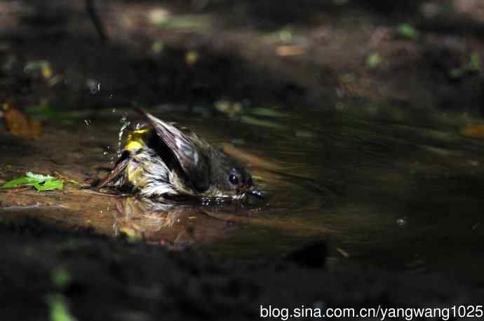 雌性白眉姬鹟(3) 雌性白眉姬鹟(3)