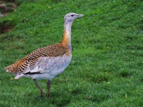 鸟类之最：大鸨