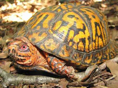 玄武：传说的兽原型探秘（水龟）