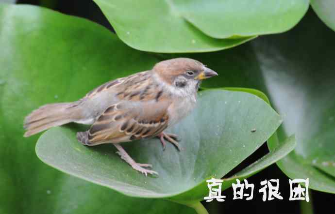 北京紫竹园公园的鸟类——雀儿的表情