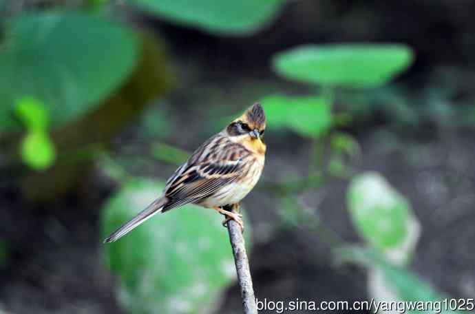 雌性黄喉鹀（3）