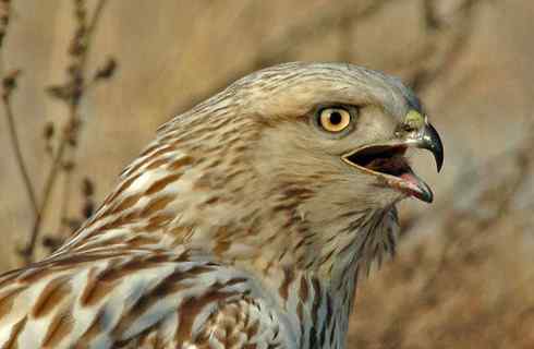 [组图]大庆毛脚鵟